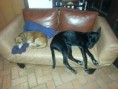 /album/fotos-tat-pet/a20150301-011113-jpg/